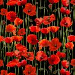 Remembering B Black Tall Poppies