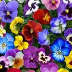 Lovely Pansies - Multi 50 cm